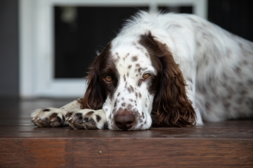 Male Springer Spaniel dog relaxing on back porch - Australian Stock Image
