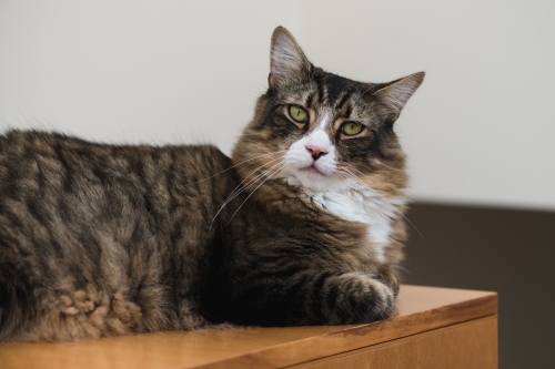 male tabby cat - Australian Stock Image