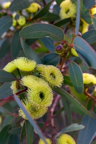 Mallee shrub with yellow flowers - Australian Stock Image
