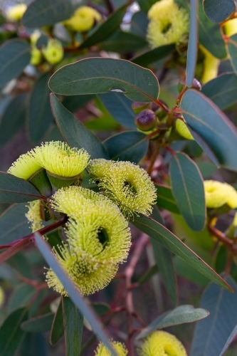 Mallee shrub with yellow flowers