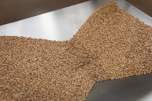 Malt feeding through hopper into the mill - Australian Stock Image