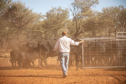Man closing the gate as cattle go into a yard - Australian Stock Image
