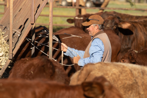 Man feeding cattle hay - Australian Stock Image