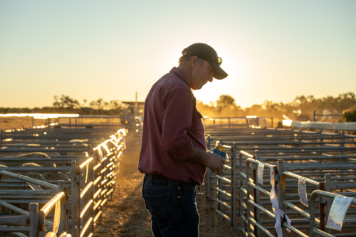 Man holding a drink, looking at sheep in show pens - Australian Stock Image