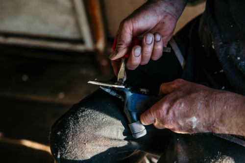 Man holding a sheep shearing tool - Australian Stock Image