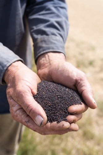 Man holding canola seeds