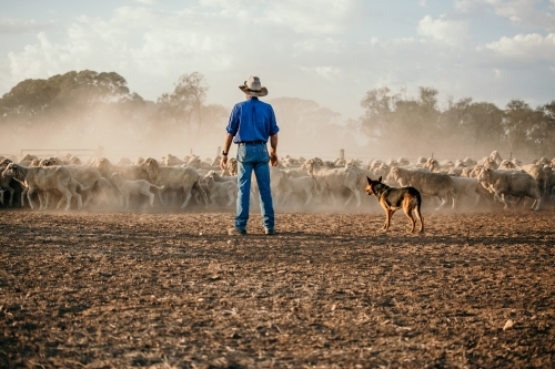 Man in blue with dog standing near a flock of sheep - Australian Stock Image