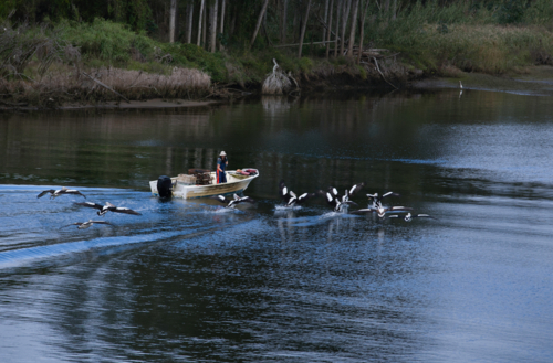 Man in boat pulling up crab pots pursed by flying pelicans - Australian Stock Image