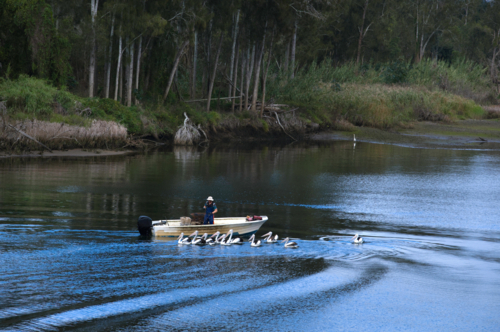 man in boat pulling up crab pots with pelicans - Australian Stock Image