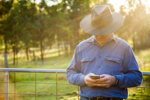 Man leaning on farm gate using smartphone in afternoon light - Australian Stock Image