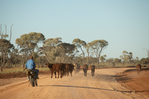 Man on a bike behind cattle walking down a road - Australian Stock Image
