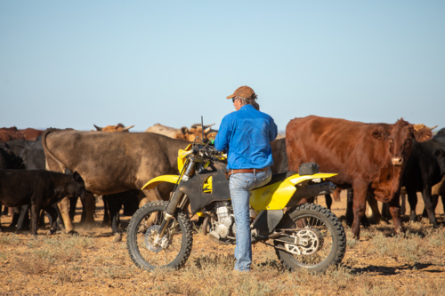 Man on a motorbike, blocking up cattle - Australian Stock Image