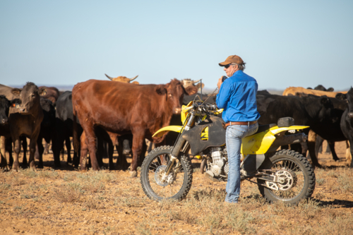 Man on a motorbike, blocking up cattle, talking on the UHF - Australian Stock Image