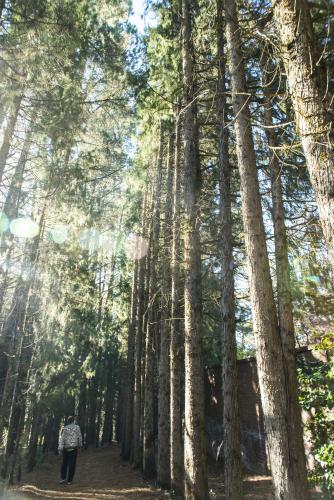 Man on a walk in park with high pine trees