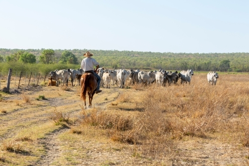 Man on horse, mustering cattle on dry farm - Australian Stock Image