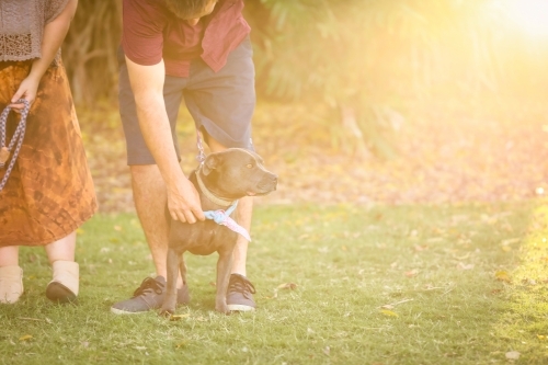 Man patting staff in golden afternoon light with copy space - Australian Stock Image