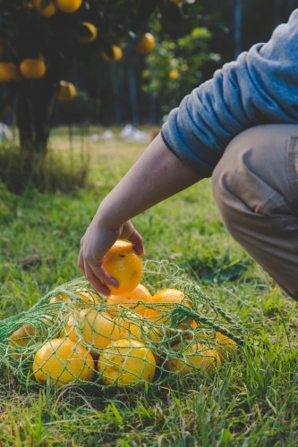 Man picks fresh fruit on citrus farm and collects in green net bag - Australian Stock Image