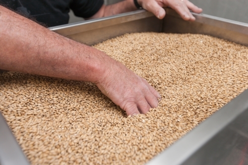 Man pushing malt through mill at a microbrewery - Australian Stock Image