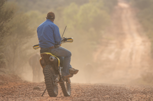 Man sitting on a bike watching cattle walk down a road ahead - Australian Stock Image
