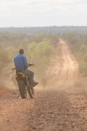 Man sitting on a motorbike, watching cattle walk down a road - Australian Stock Image