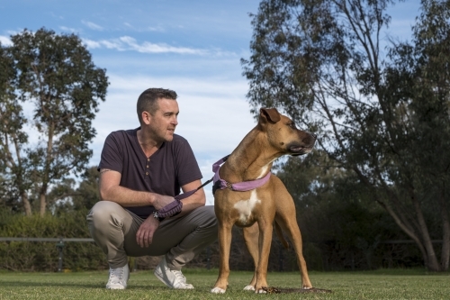 Man Squatting in Park next to Crossbreed Dog - Australian Stock Image