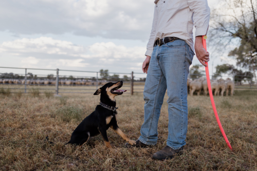 Man standing holding a stick with dog sitting on the grass on farm - Australian Stock Image