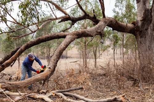Man using chainsaw to cut branch broken off in drought so it so it falls safely - Australian Stock Image