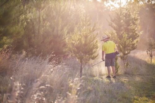 Man using whipper snipper on long grass near pine trees - Australian Stock Image