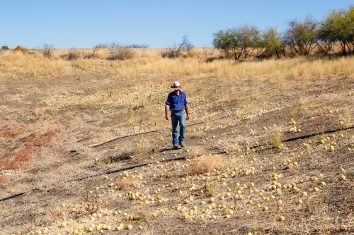 Man walking along dam bank - Australian Stock Image