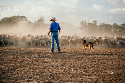 man with a dog watching a group of sheep - Australian Stock Image