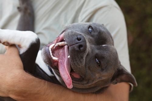 Man with his pet dog - Australian Stock Image