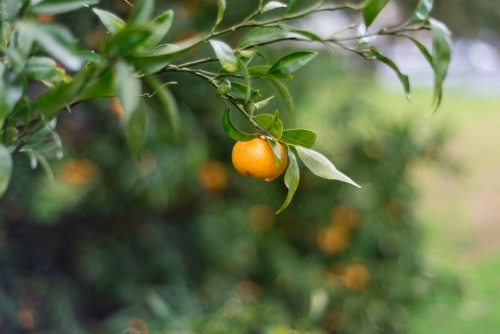 Mandarin on tree
