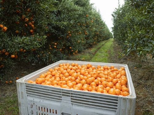 mandarins in bin with trees in background - Australian Stock Image