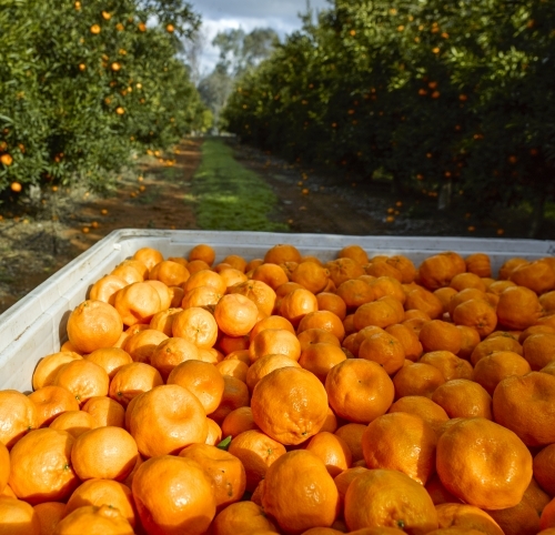 mandarins in bin with trees in background - Australian Stock Image