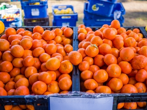 Mandarins in crates at a farmers market
