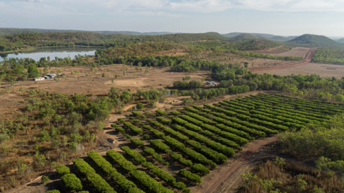 Mango Farm - Australian Stock Image