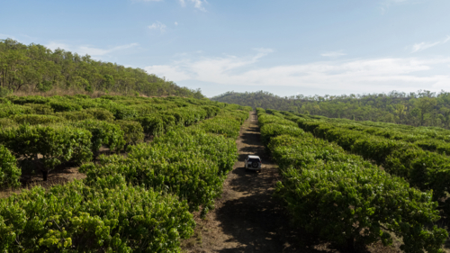 Mango farming car driving between trees - Australian Stock Image