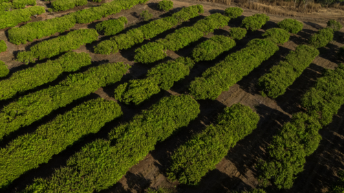 Mango orchard - Australian Stock Image