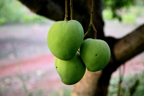 Mangoes growing on a tree - Australian Stock Image