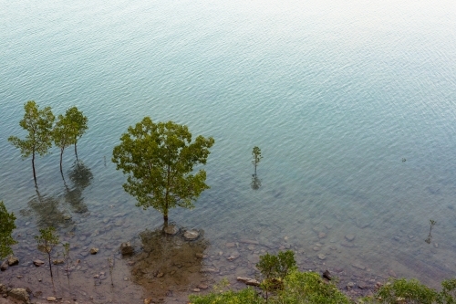 Mangrove trees and their reflections in the ocean off Darwin - Australian Stock Image