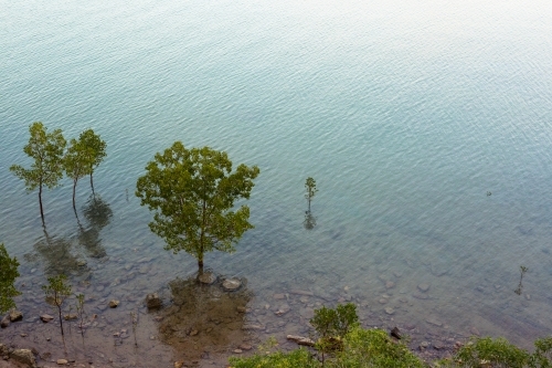 Mangrove trees and their reflections in the ocean off Darwin