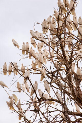 Many corella perched in the branches of a tree - Australian Stock Image