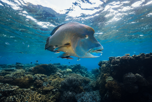 Maori wrasse swimming underwater on the Great Barrier Reef - Australian Stock Image