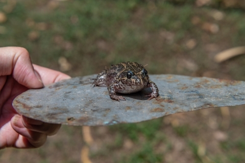 Marbled Frog