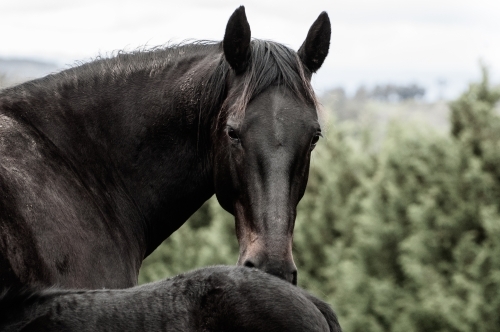mare and foal - Australian Stock Image