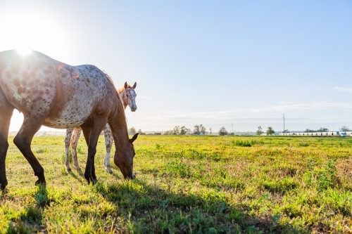 Mare and foal grazing in green paddock in morning sunlight on horse farm - Australian Stock Image