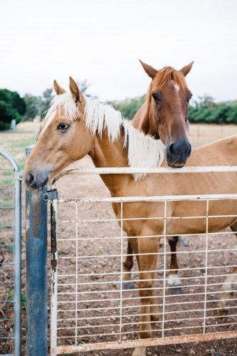 Mare and her palomino foal in the paddock - Australian Stock Image
