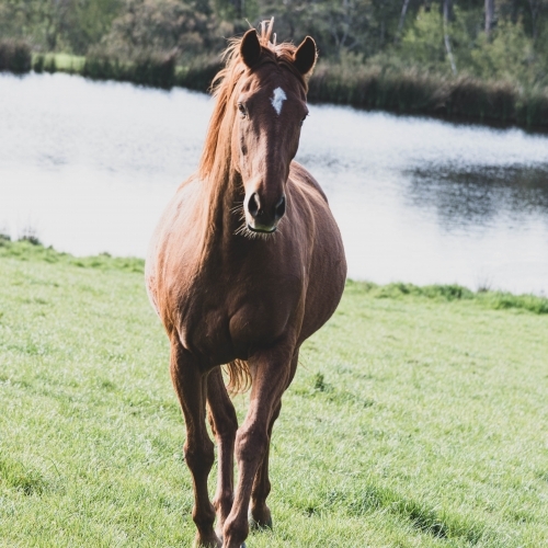 mare running towards the camera on green lush grass with a dam - Australian Stock Image