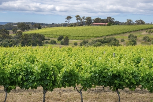 Margaret River grape vines in winery overlooking valley