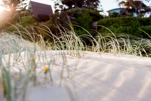Marram grass in soft sand dunes being warmed by the sun with beach houses blurred in the background